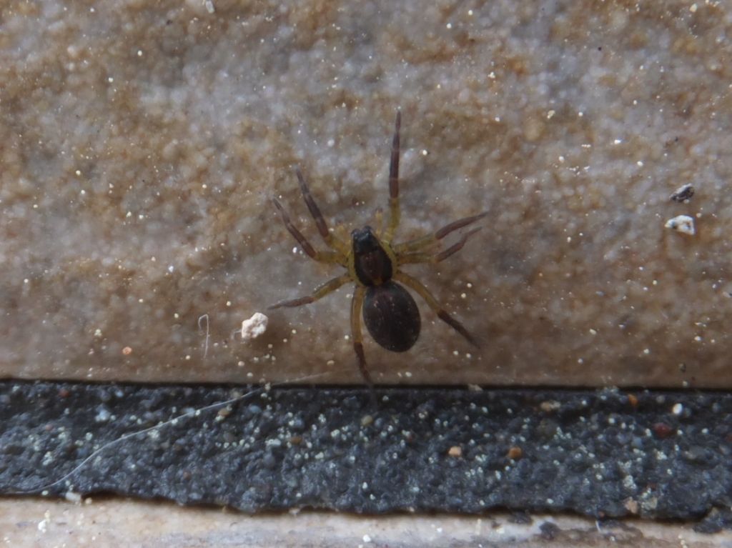 Hogna radiata,  giovane - Bazzano (AQ)