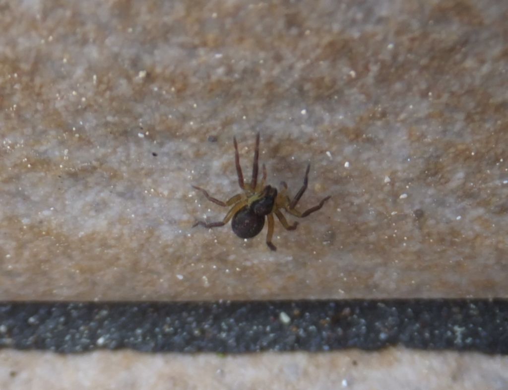 Hogna radiata,  giovane - Bazzano (AQ)