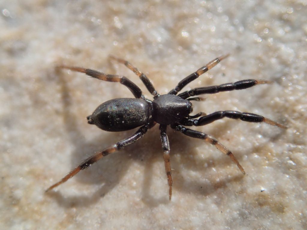 Gnaphosidae? S, Setaphis cfr. carmeli - Bazzano (AQ)
