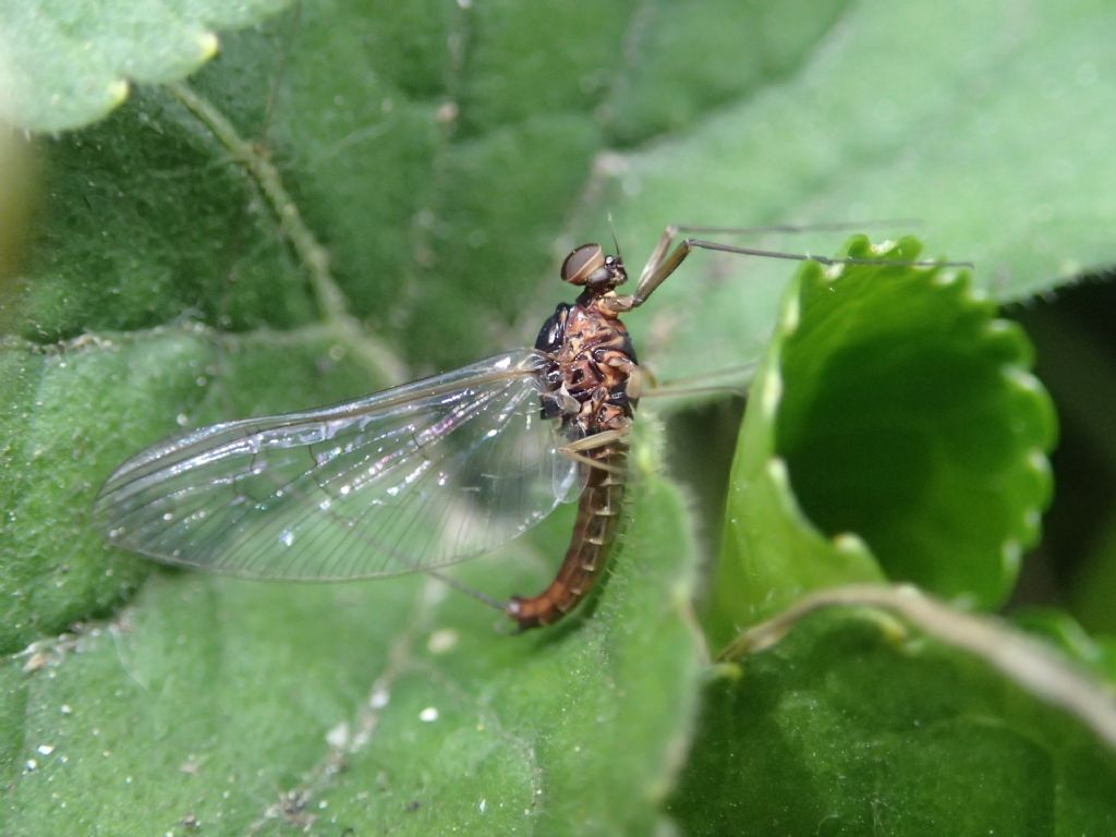 Ephemeroptera:   Baetis sp. (Baetidae)