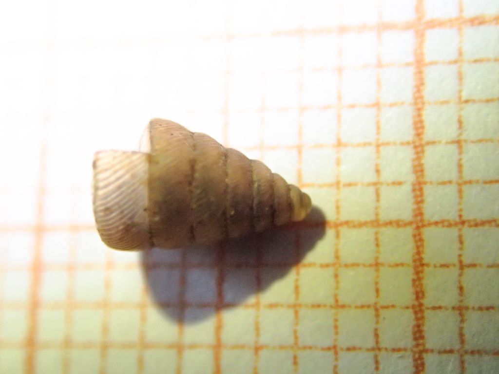 Gasteropode da identificare