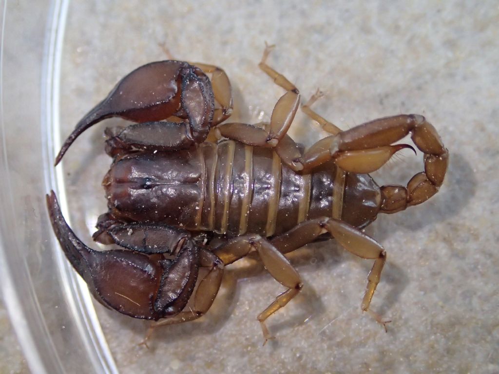 Euscorpius aquilejensis da Bazzano (AQ)