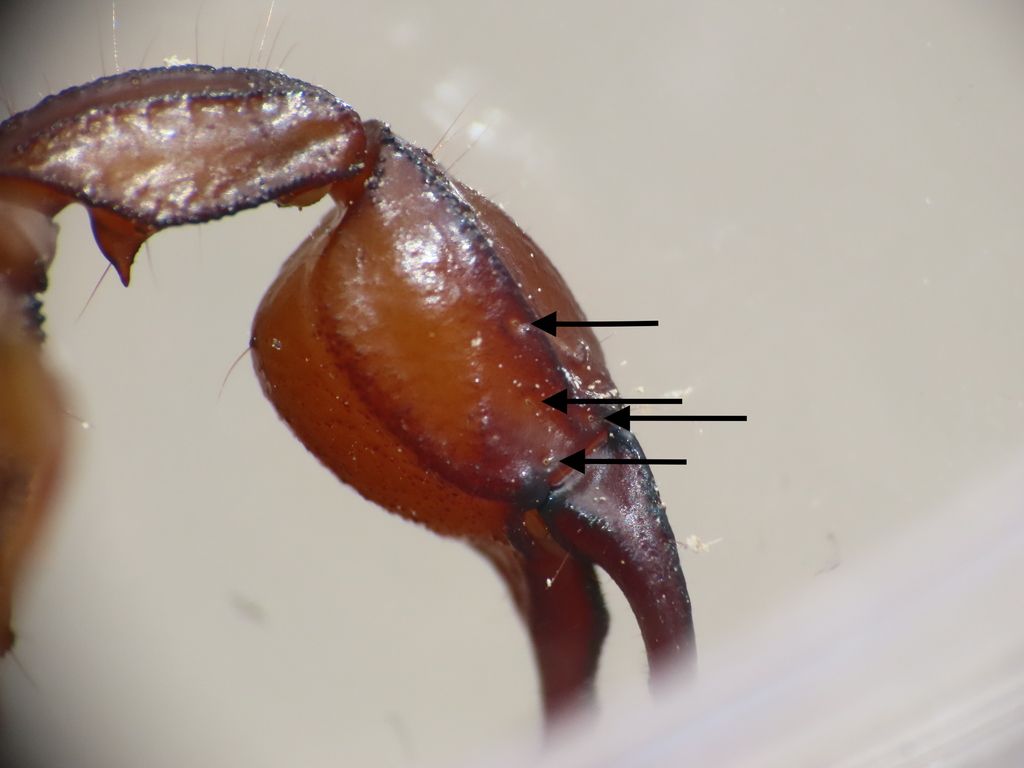 Euscorpius aquilejensis da Bazzano (AQ)