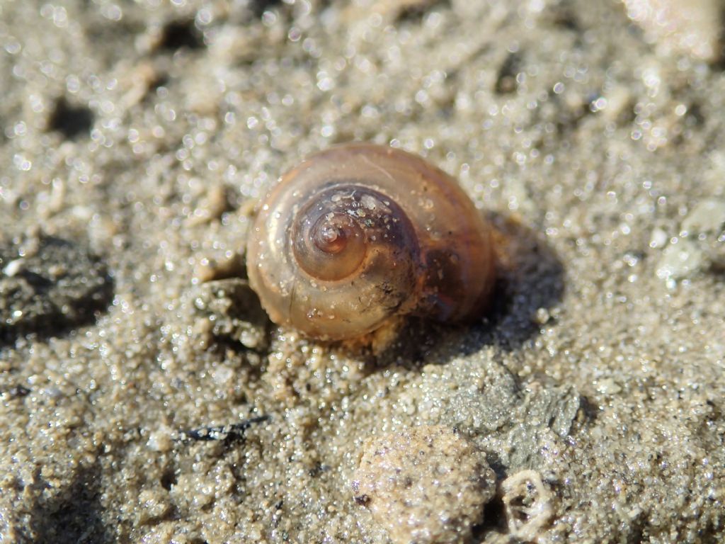 Gasteropode lacustre: Viviparus contectus, giovane