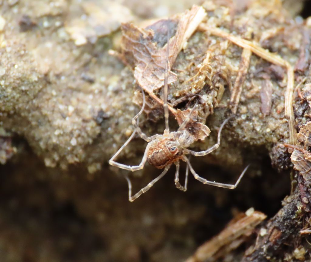 Rilaena sp. (Phalangiidae)