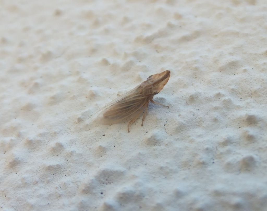 Cicadomorpha Cicadellidae: Eupelix cuspidata