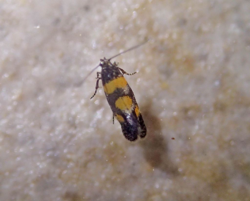 Falena da identificare: Chrysoesthia sexguttella - Gelechiidae