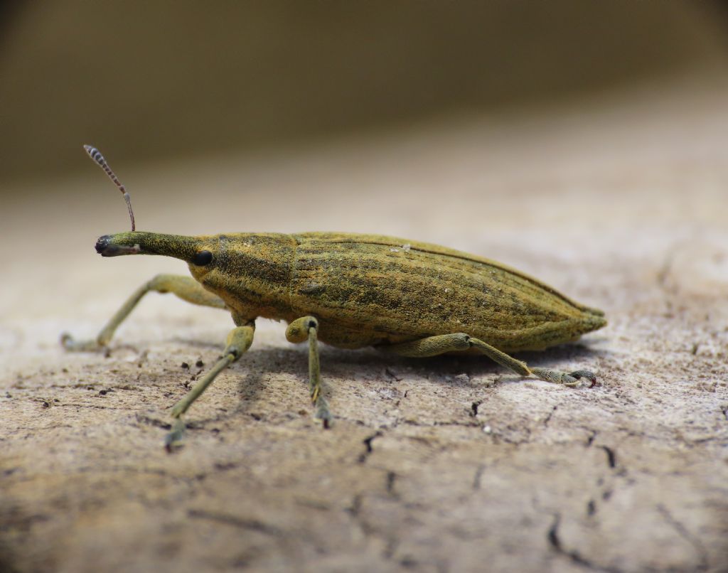 Curculionide: Lixus (Eulixus) iridis