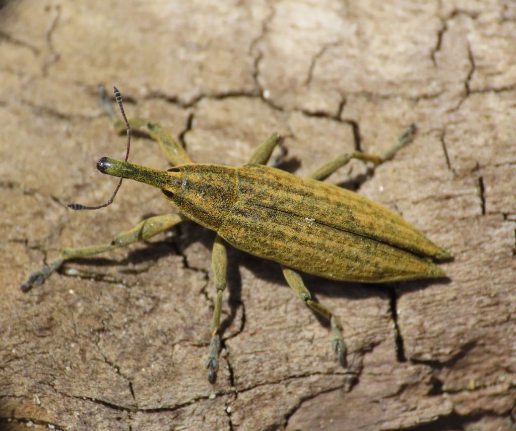 Curculionide: Lixus (Eulixus) iridis
