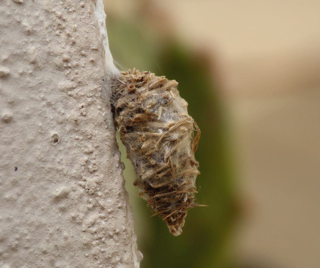 Possibile parassita? Si, larva di Tachinidae, parassita di Lepidottero Psichidae