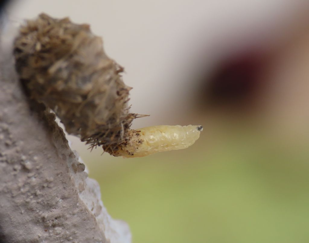 Possibile parassita? Si, larva di Tachinidae, parassita di Lepidottero Psichidae