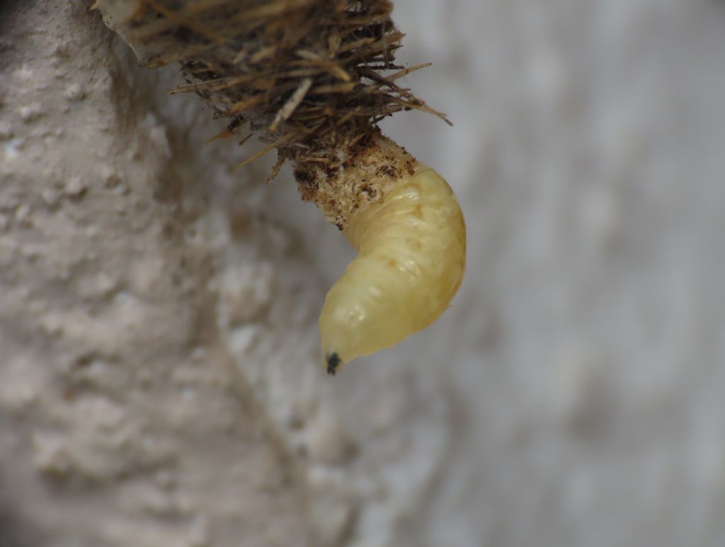 Possibile parassita? Si, larva di Tachinidae, parassita di Lepidottero Psichidae