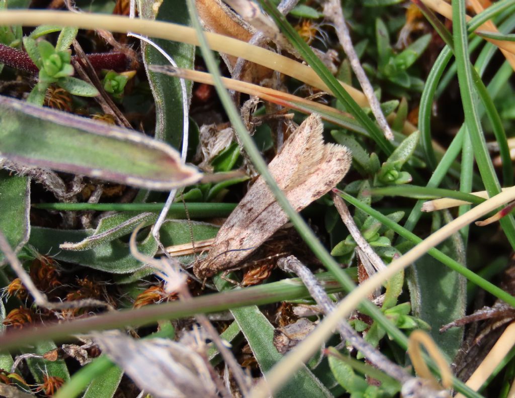 Falena da identificare: fam. Gelechiidae