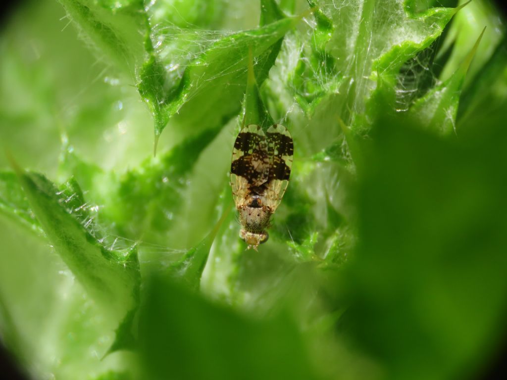 Tephritidae? S, Tephritis formosa