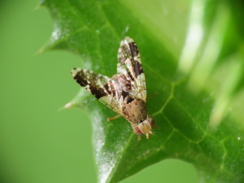 Tephritidae? S, Tephritis formosa