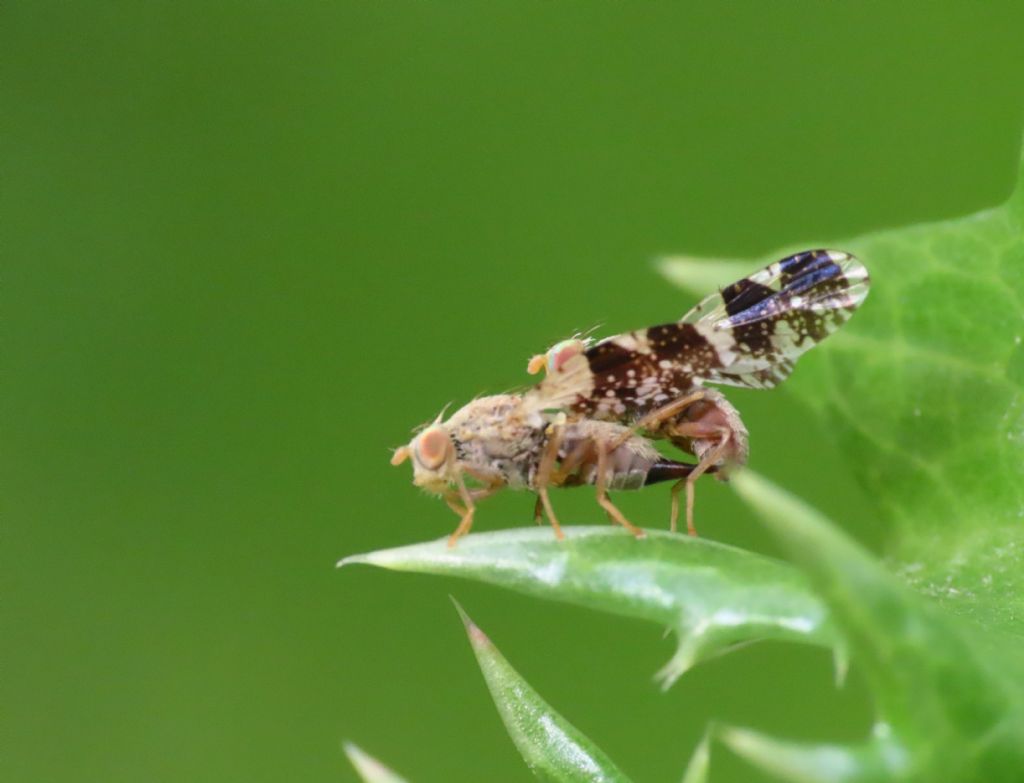 Tephritidae? S, Tephritis formosa