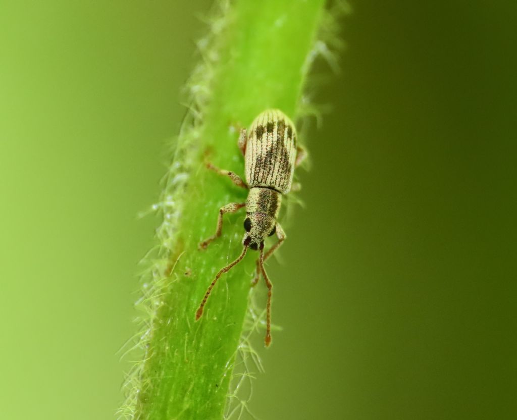 Curculionidae: Pseudomyllocerus neapolitanus