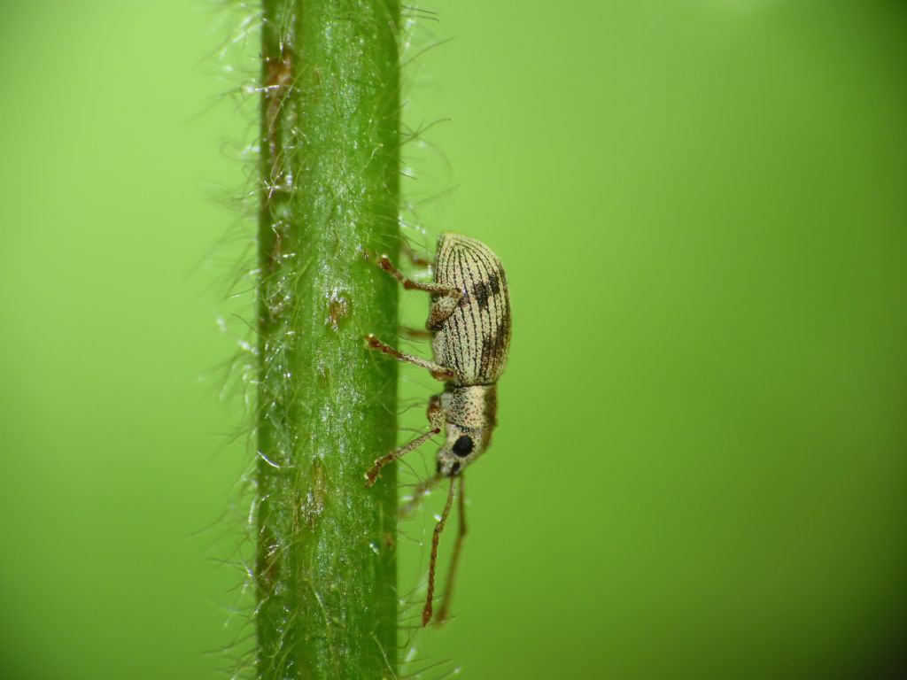 Curculionidae: Pseudomyllocerus neapolitanus