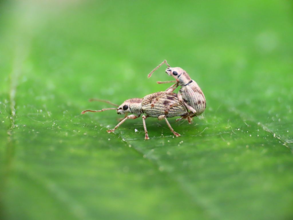 Curculionidae: Pseudomyllocerus neapolitanus