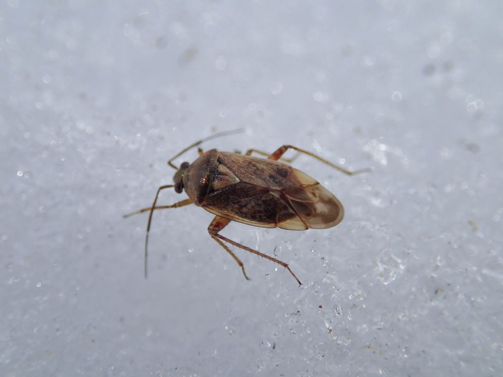 Miridae:Lygus rugulipennis