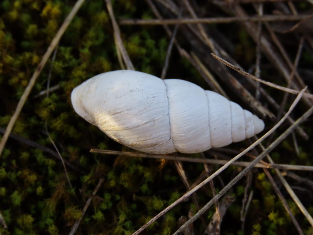 Gasteropode da identificare