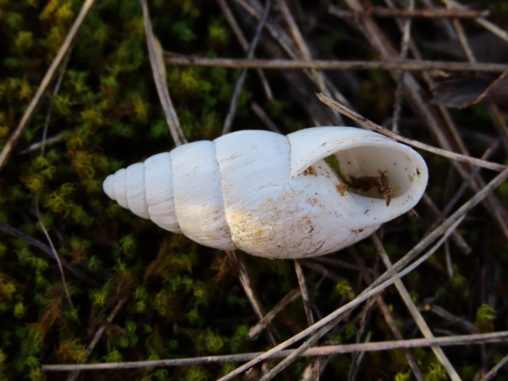 Gasteropode da identificare