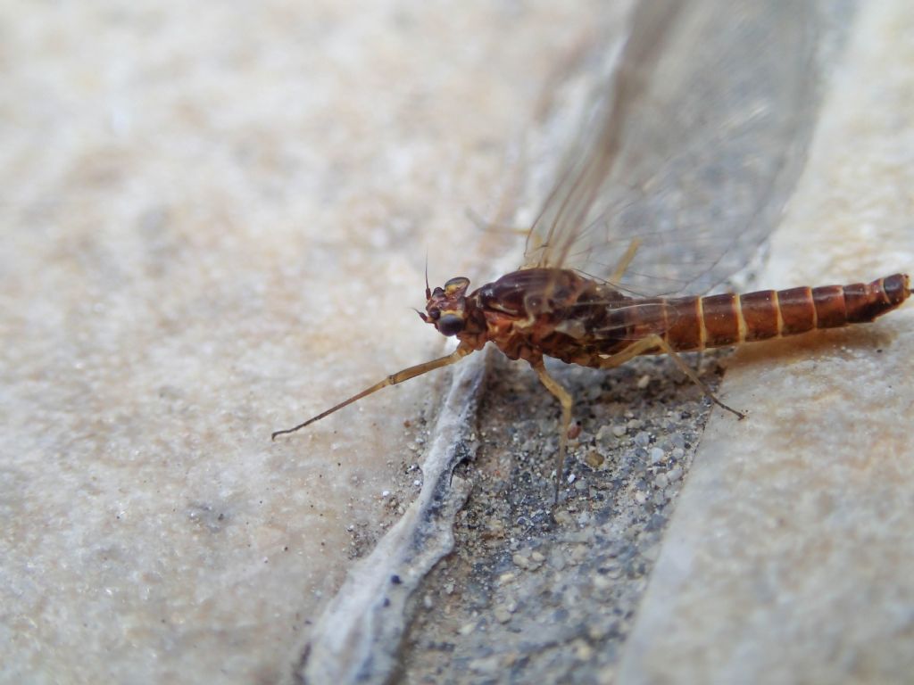 Ephemeroptera da identificare - Baetis rhodani