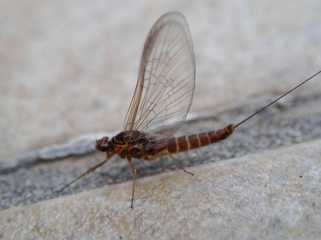 Ephemeroptera da identificare - Baetis rhodani