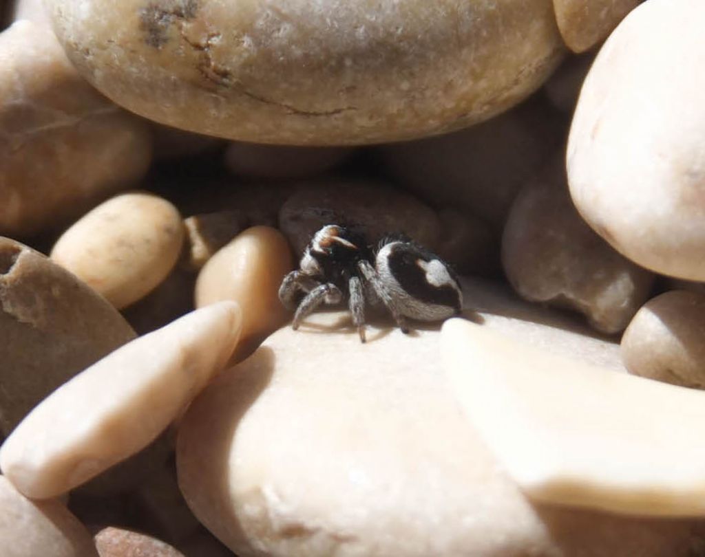 Salticidae da identificare:  - Scerne di Pineto (TE)