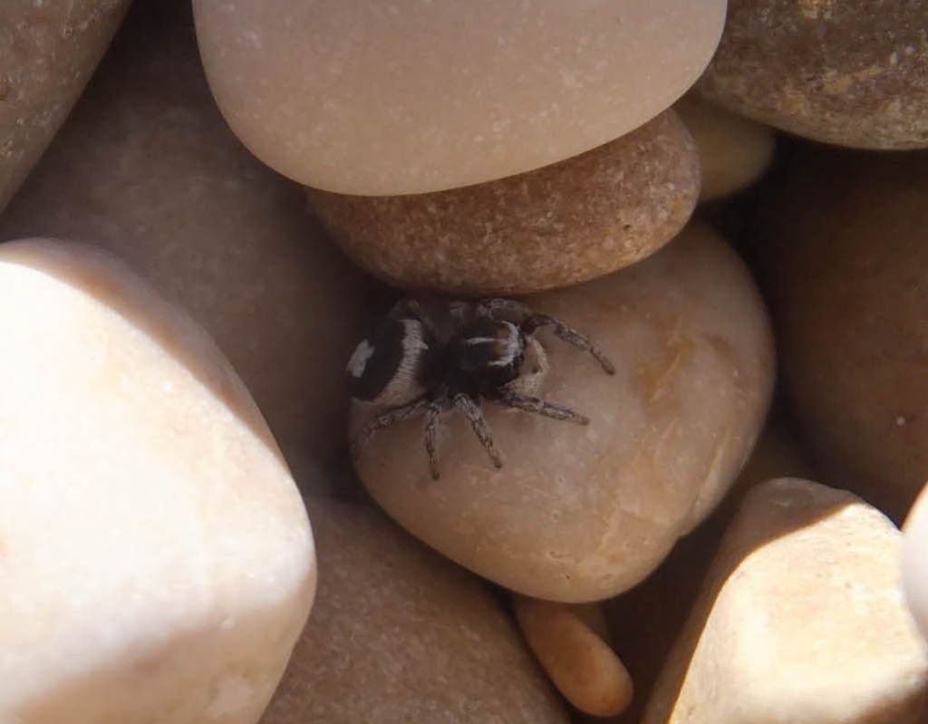 Salticidae da identificare:  - Scerne di Pineto (TE)