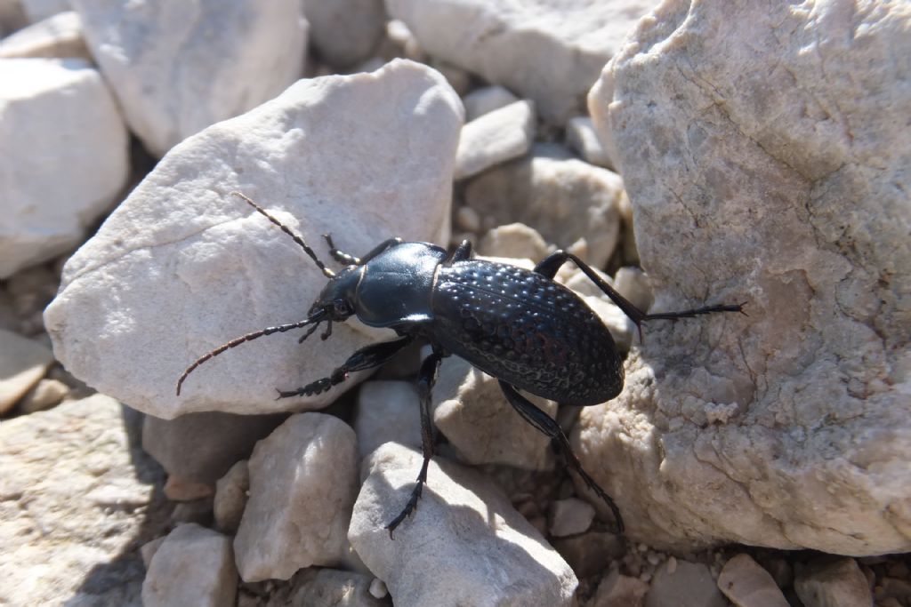 Carabus cavernosus?  S !