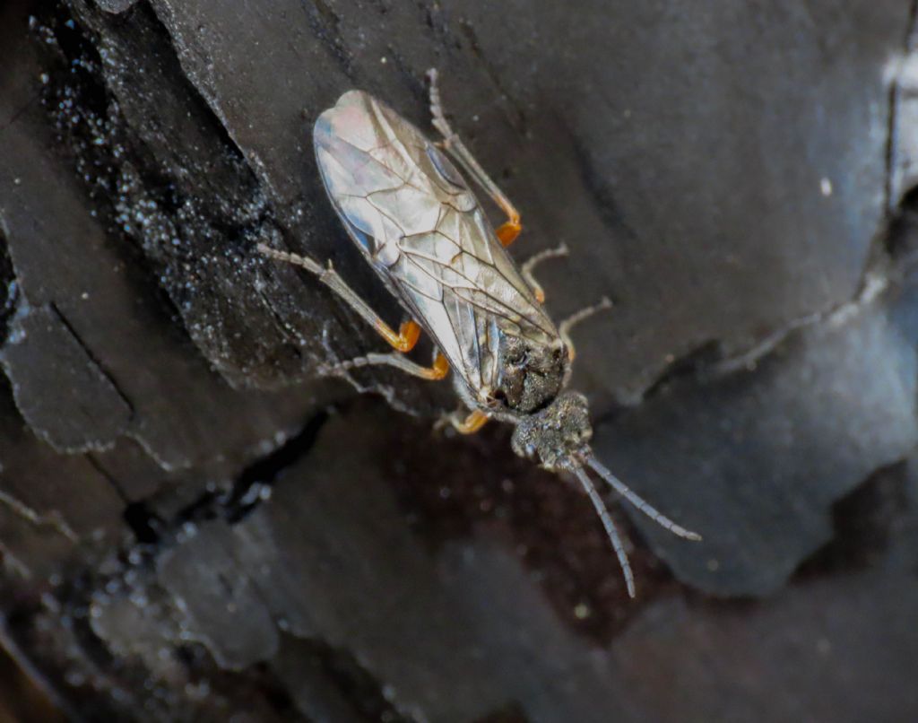 Dolerus gonager (Tenthredinidae), femmina