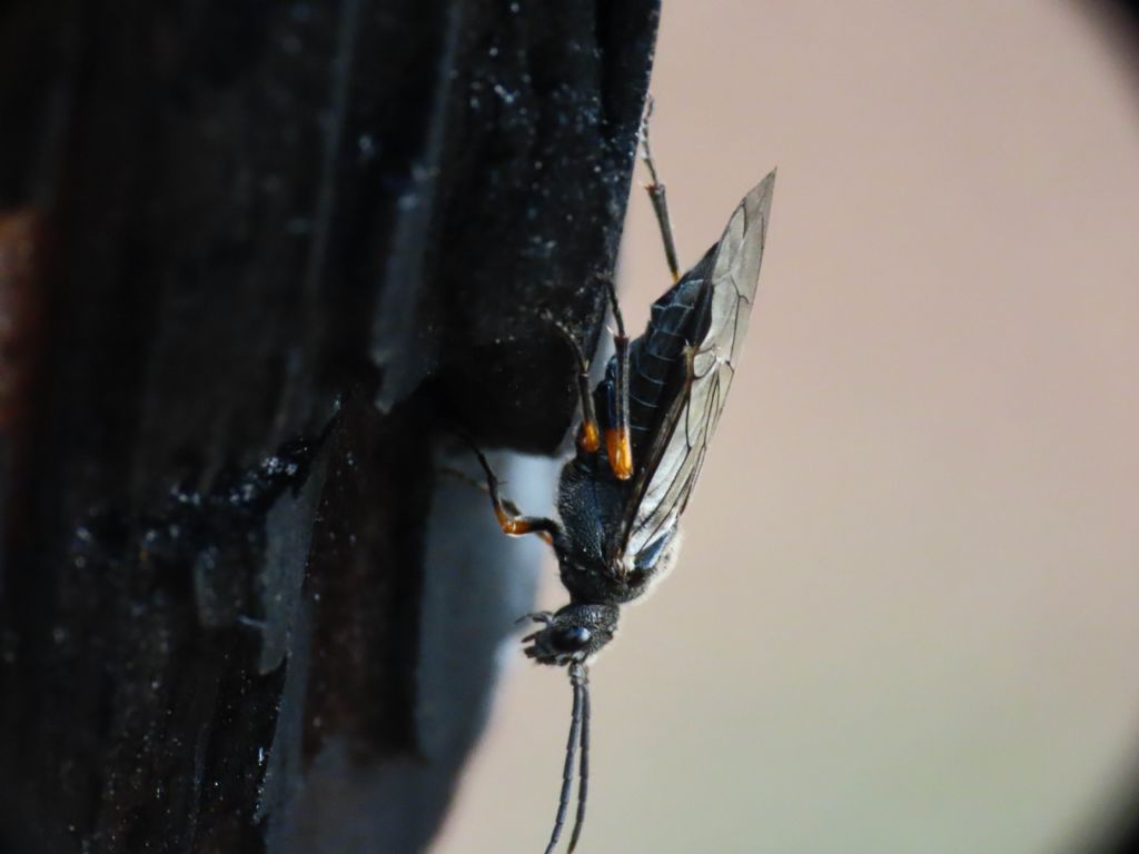 Dolerus gonager (Tenthredinidae), femmina