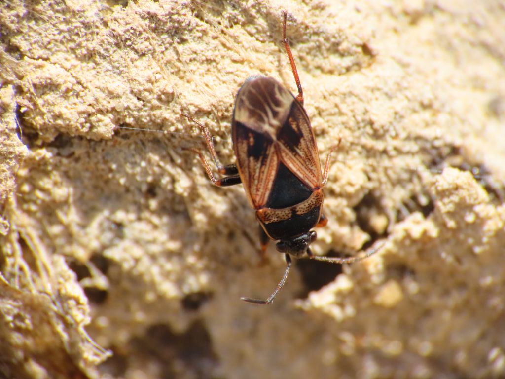 Rhyparochromidae? ---> Lygaeidae Rhyparochrominae: Trapezonotus dispar
