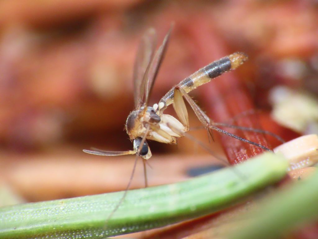Nematocera da identificare: fam. Mycetophilidae