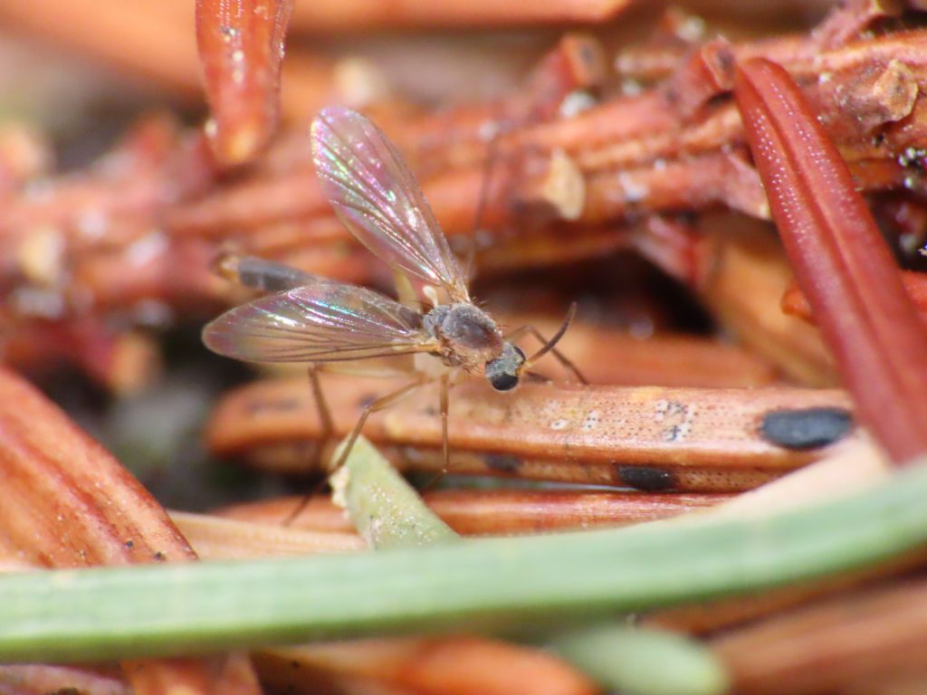 Nematocera da identificare: fam. Mycetophilidae