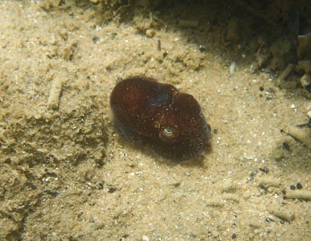 Sepiola? da identificare