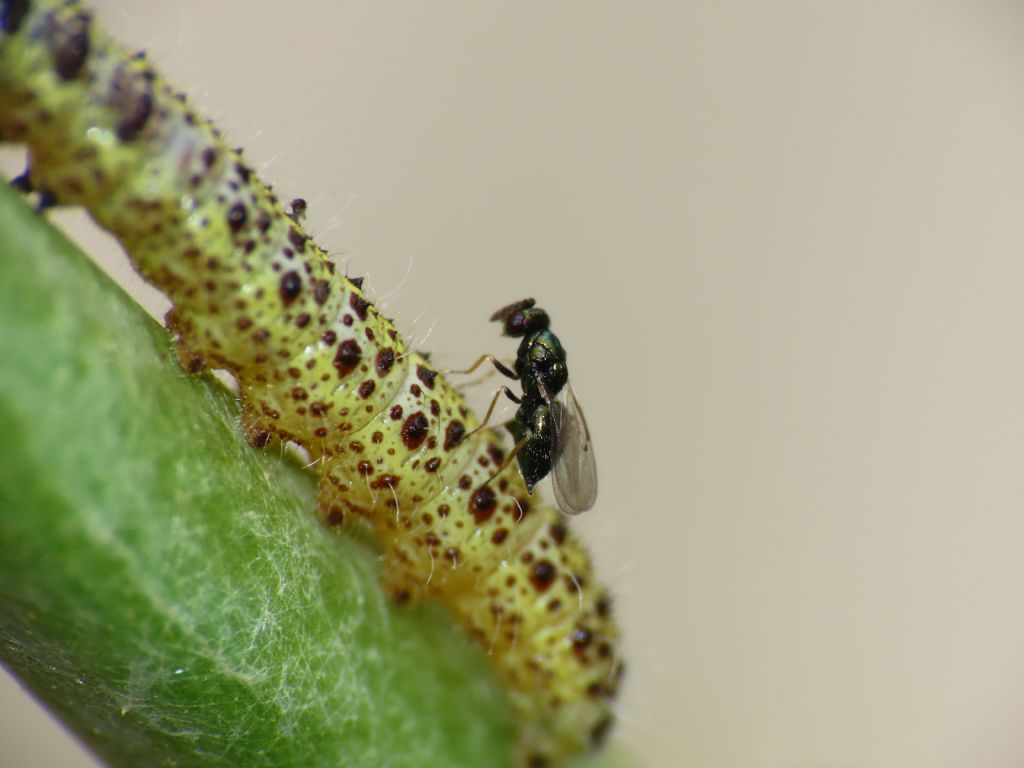 Parassiti su bruchi di Pieris brassicae o semplice metamorfosi? parassiti Eulophidae