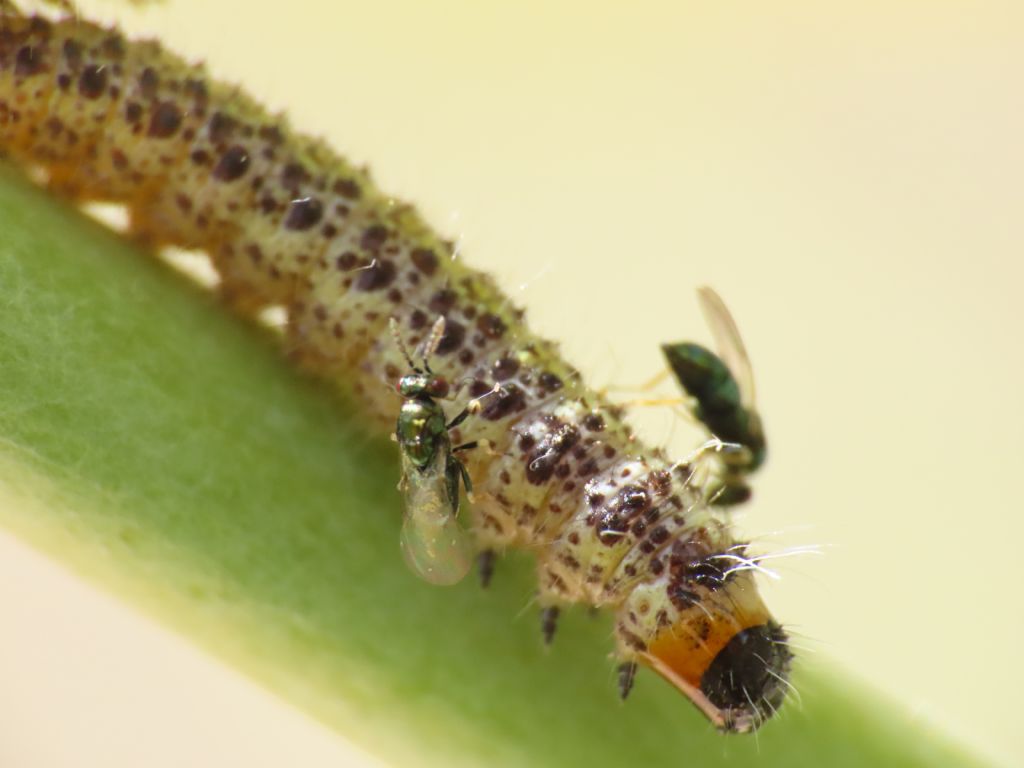 Parassiti su bruchi di Pieris brassicae o semplice metamorfosi? parassiti Eulophidae