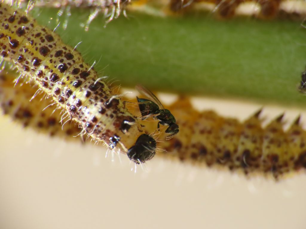 Parassiti su bruchi di Pieris brassicae o semplice metamorfosi? parassiti Eulophidae