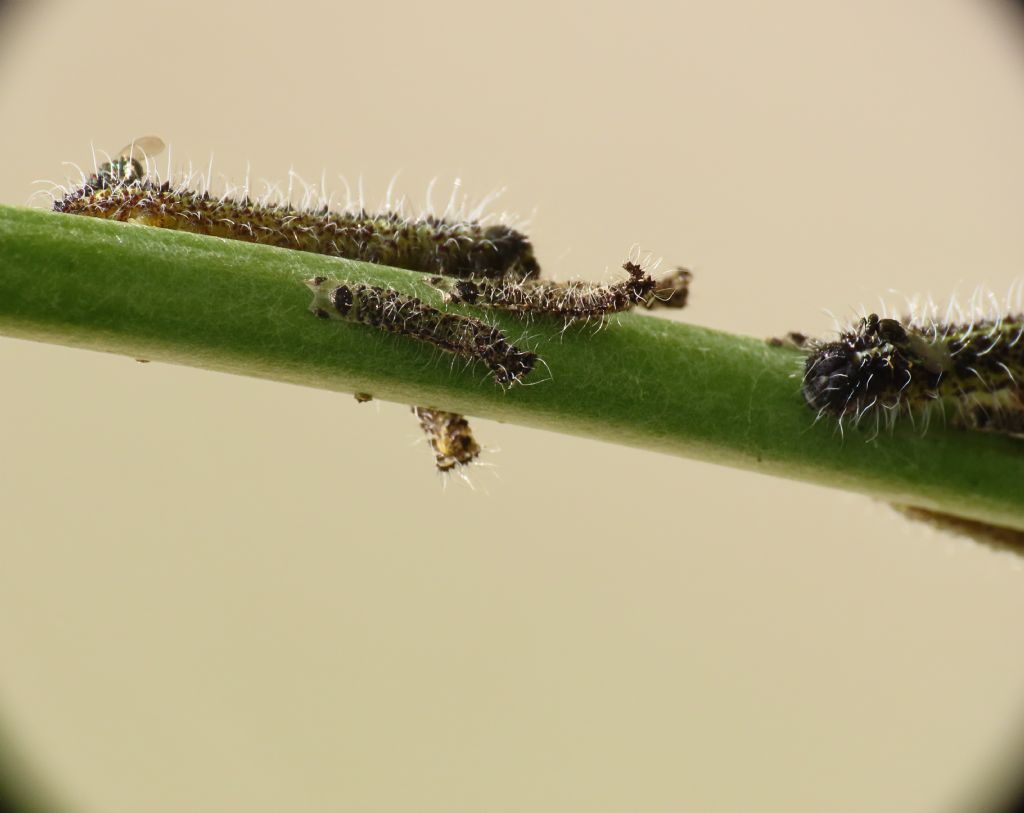 Parassiti su bruchi di Pieris brassicae o semplice metamorfosi? parassiti Eulophidae
