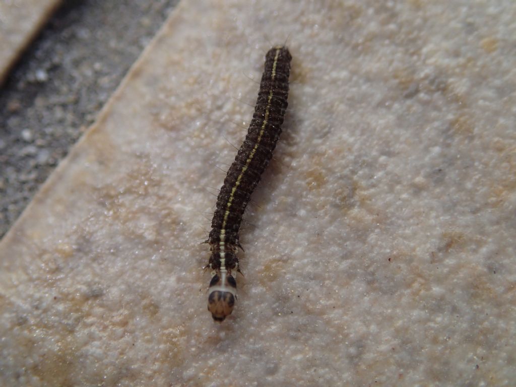 Bruco da identificare: Scythris cfr. heinemanni - Scythrididae