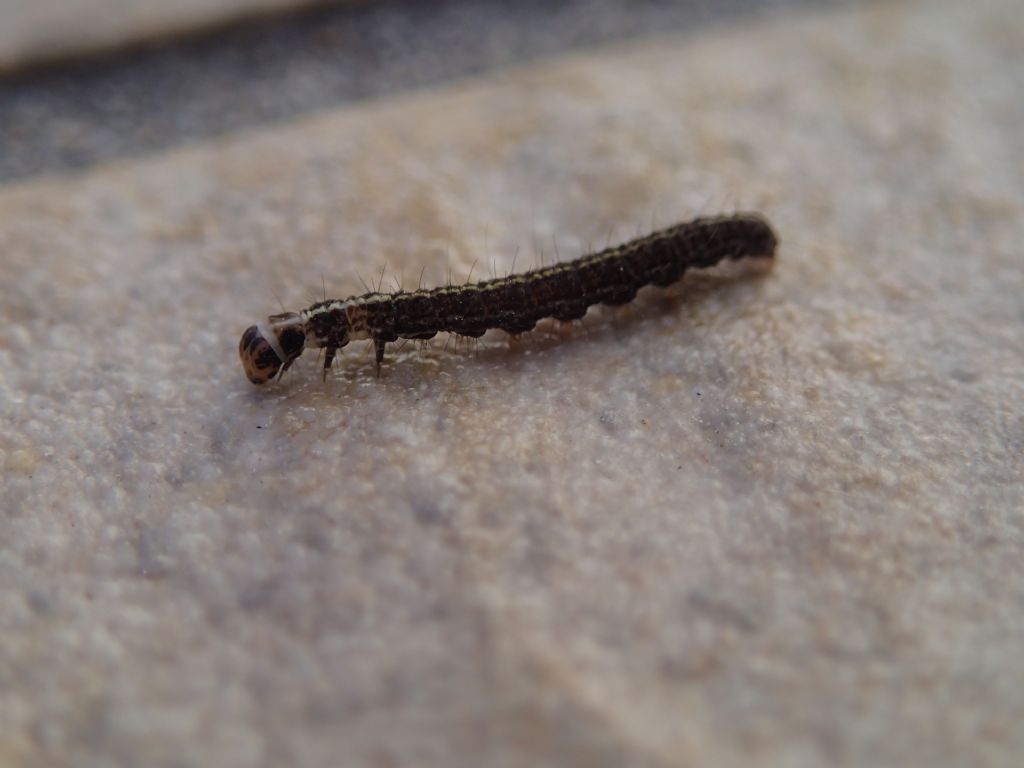 Bruco da identificare: Scythris cfr. heinemanni - Scythrididae