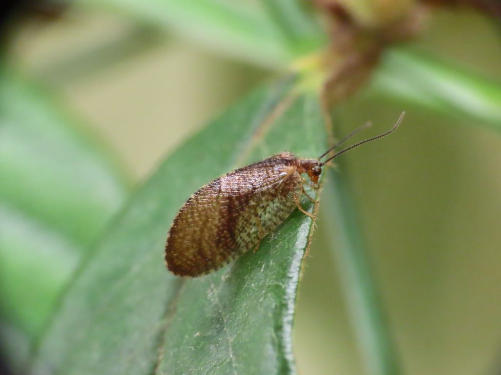 Hemerobiidae? S, Megalomus pyraloides