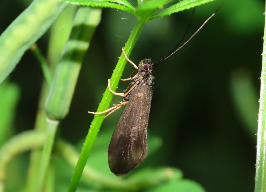 Tricottero da identificare - Sericostomatidae: cfr. Sericostoma italicum