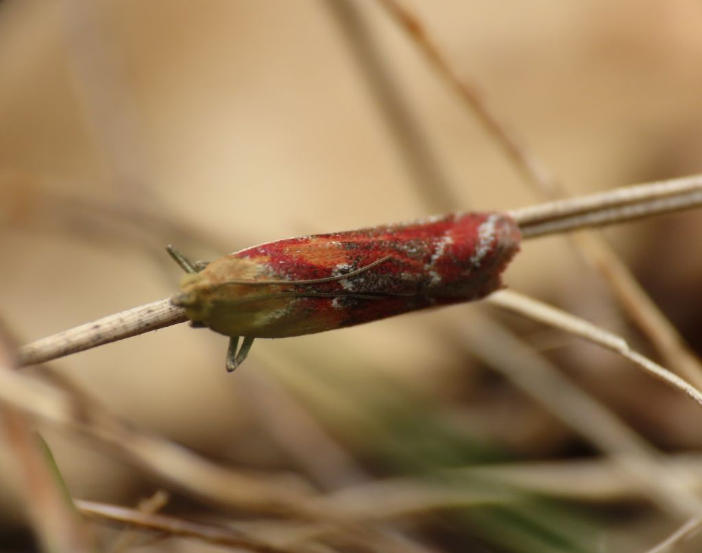 Ancylosis cinnamomella - Pyralidae