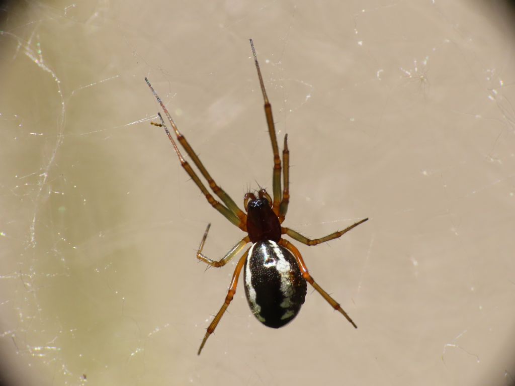 Linyphiidae:   Frontinellina frutetorum da confermare