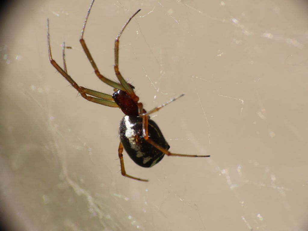 Linyphiidae:   Frontinellina frutetorum da confermare