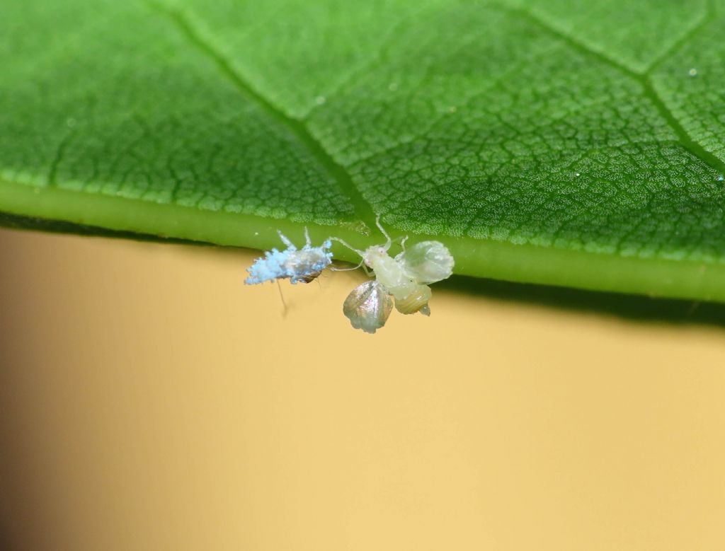 Insetto da identificare: Triozidae:  Trioza alacris