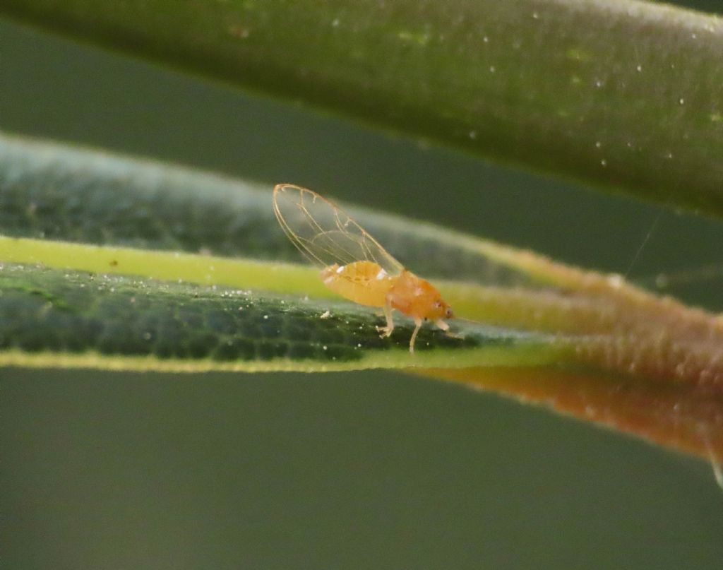 Insetto da identificare: Triozidae:  Trioza alacris